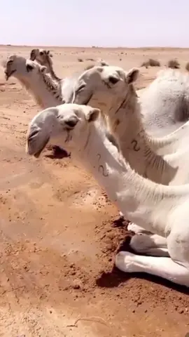 #الادعاصم#وسامه_الحيه #عتيبة #اكسبلورexplore #tiktok 