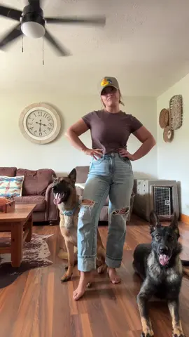 Intruders won’t stand a chance 💁🏻‍♀️🖤#fypシ #germanshepherd #malinois 