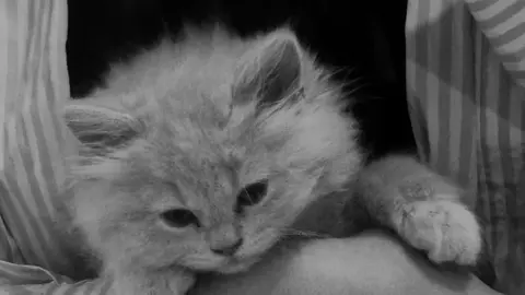 #shakuu #kalar #farshadamini 