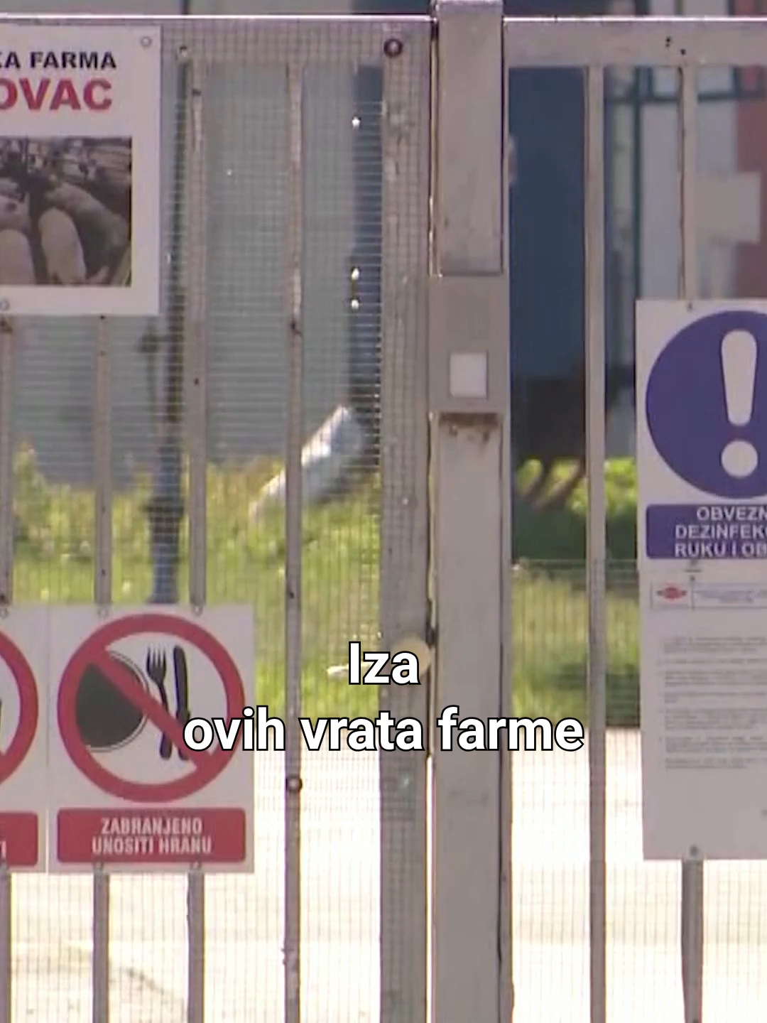 Alarmantna situacija - afričkom svinskom kugom zaraženo na tisuće svinja! #fyp #voyohr #svinje #kuga #zaraza #rtldanas #viral #explore #foryou #tiktoktrend #tiktokvideo