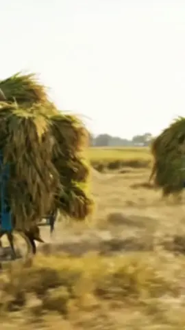 Ojek Gabah Unik, gabahnya gak di karungin 🤣🌾