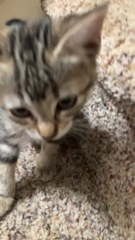 #kitty 🐈‍⬛ 