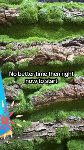 Buy one get one free today !!! #smoker #gethealthywithme #smokerscough #tiktokshopfinds 