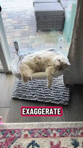 Oh my goodness the cutest!!! #fyp 