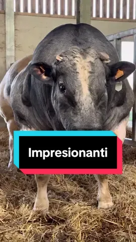Wow 🐂🐂🐂 #belgianblue una de las razas bovinas más sorprendentes del mundo #ganaderia #Ganaderos #toros