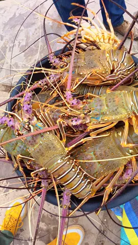 Lobster Supply Available Now #trending #fyp #foryou #seafood #seafood 