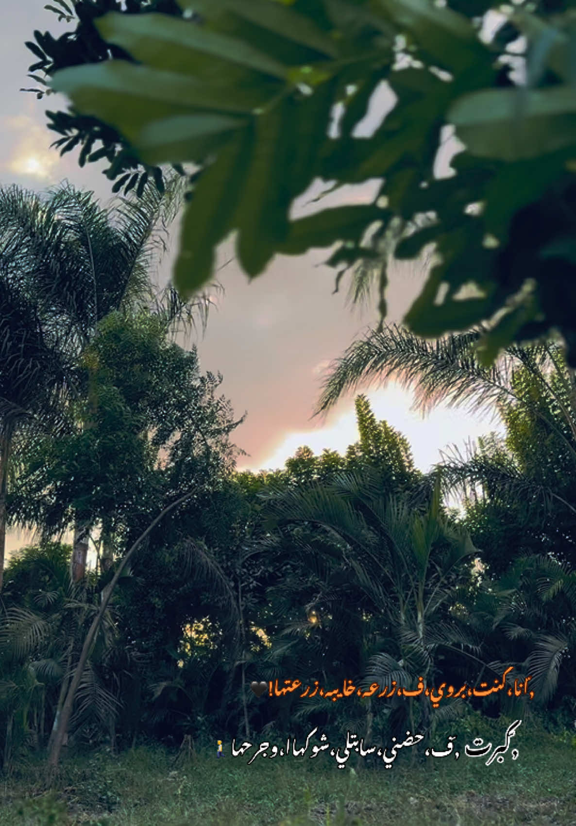 انا كنت بروي ف زرعه خايبه زرعتهاا🖤🚶#fyyyyyyyyyyyyyyyyyyy #اكسبلور #foryou #fypシ #احمد_الباشا 