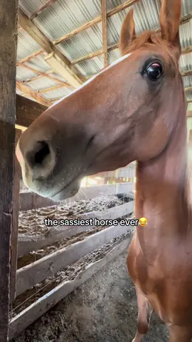 she’s just a girl #CapCut #horse #horsesoftiktok #farmlife #funny 