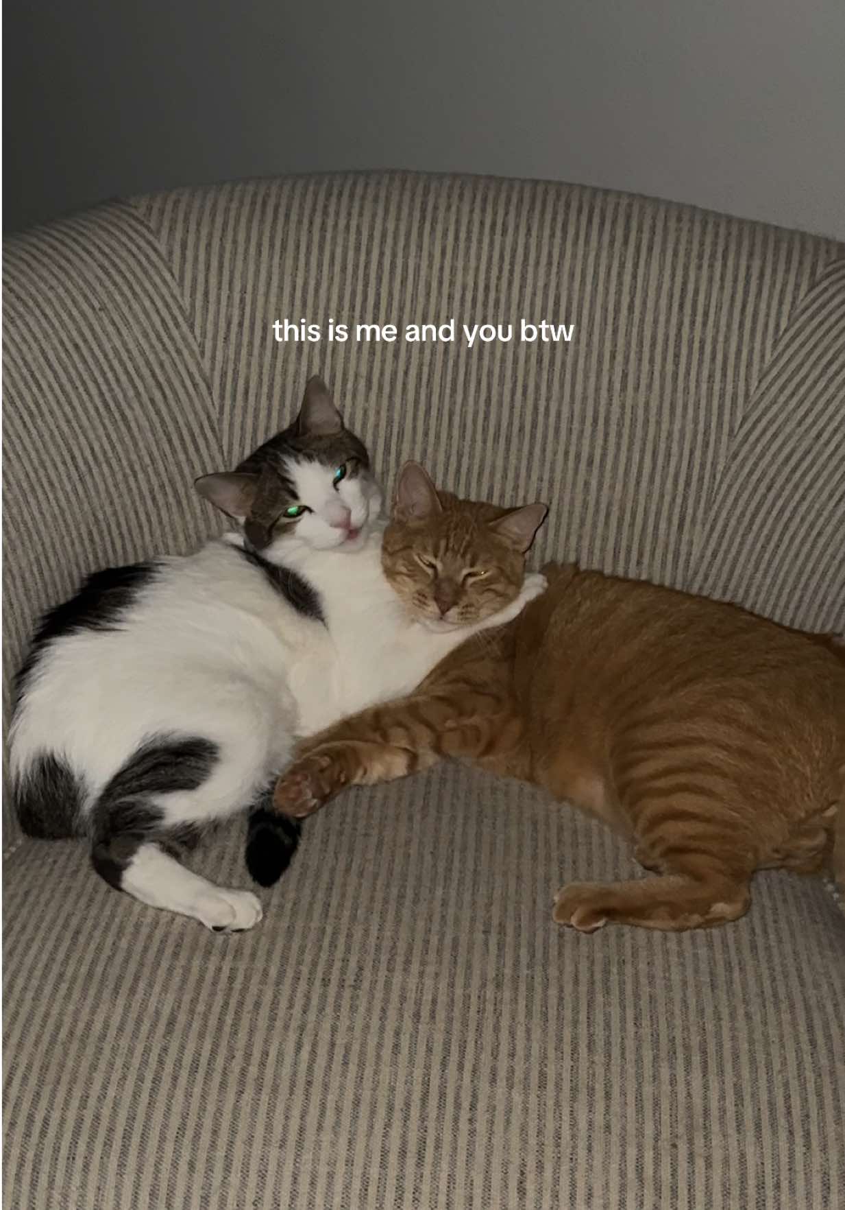 #cats #catsoftiktok #pets 😌😌