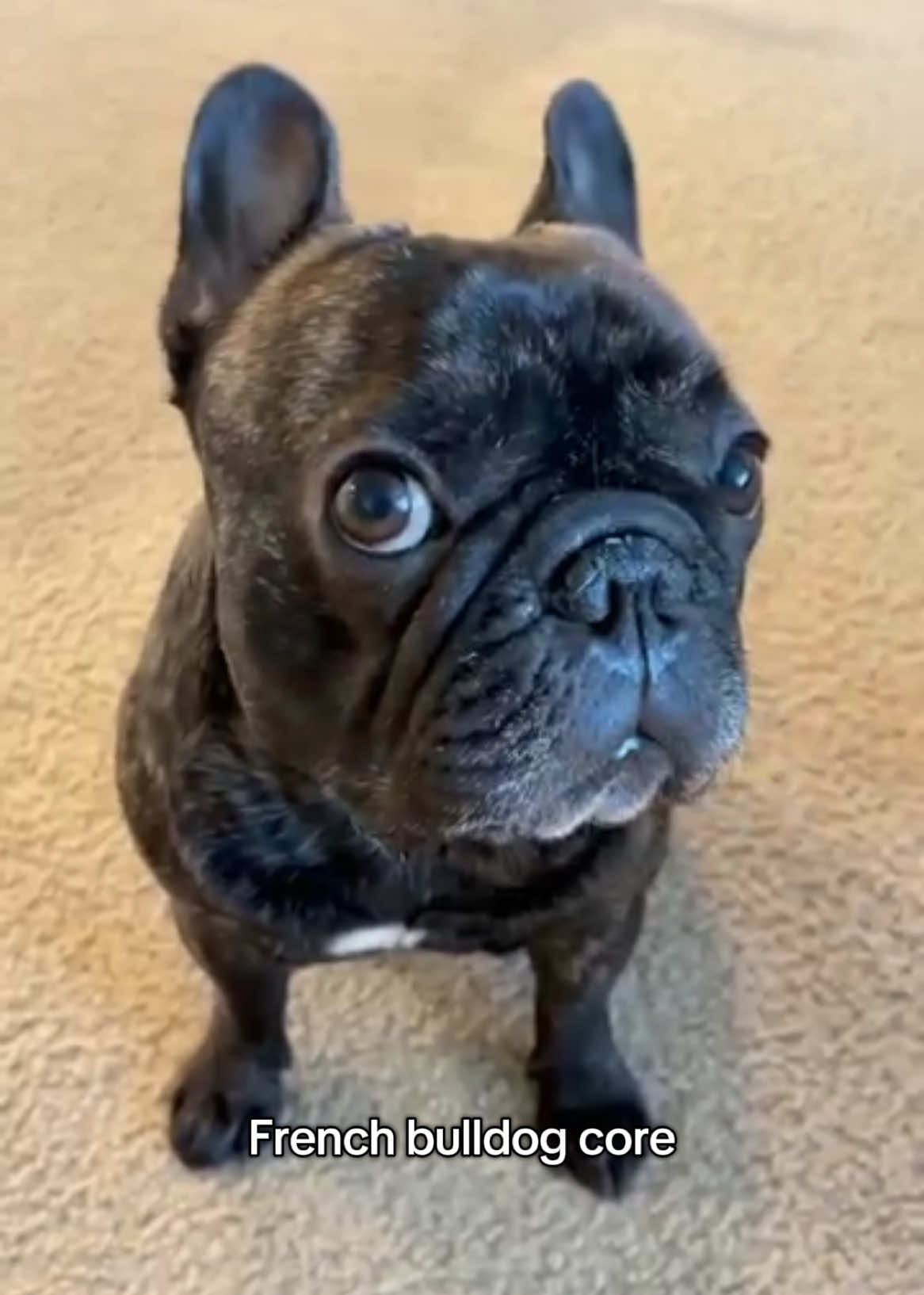 one of the best companions 🥰 #dogs #doglover #dogsofttiktok #bulldog #frenchbulldog 