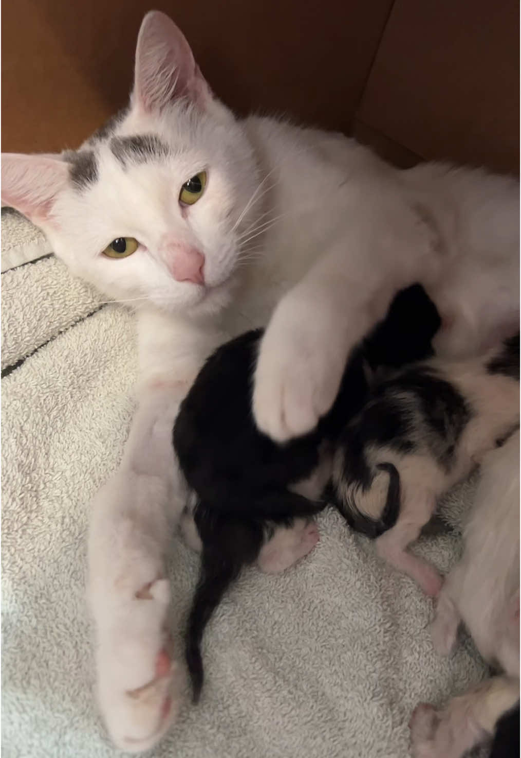 Chanel specializes in baking one signature style. Hope you all like it. (One came out a little under done and another a little well done.) But she has perfected what she bakes! #kittens 