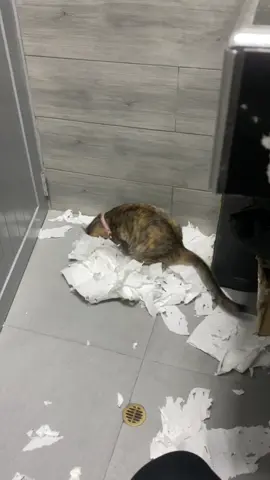 Myki terrineitor 10000 🥲😅 #gatostiktok #viralvideos #amorgatuno💕🐈 