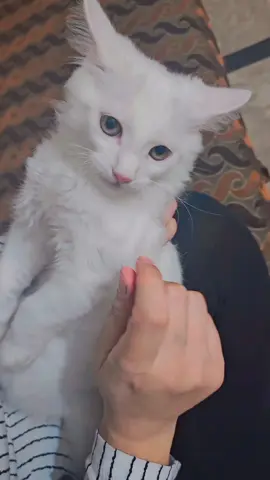 #❤️❤️❤️❤️ #❤️❤️❤️❤️ #fyp #fyp 