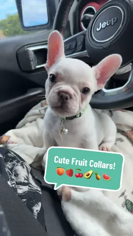 I love that they have the little bell on them too! Perfect tracking method 😂