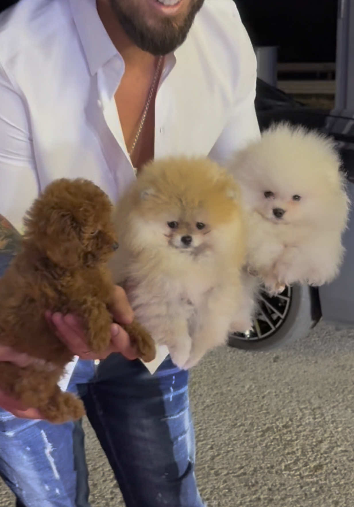 Ca care sa ramanem!? #foryoupage❤️❤️ #magic #fyp #pomeranian #neatzacurazvansidani @Pomeranian.pupy 