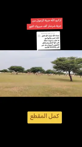 الرد على @alnour4132 #كردافه_الناس_القيافه_العزه_بيكم #دارحامد_عزي_وفخري💪❤ #LanguageLearning 