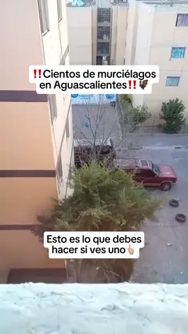 Hay cientos de murciélagos en Infonavit Volcanes en Aguascalientes. 🦇 #murcielagos #aguascalientes #viral 