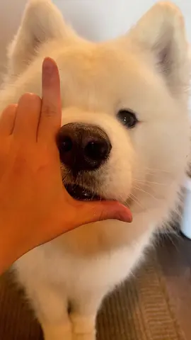 How’d I do? I think I nailed it.  #dogs #dogsoftiktok #samoyed #Love #dogtok 
