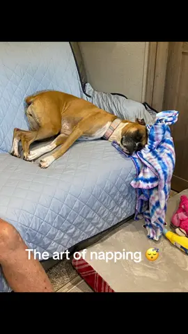 Professional napper 😴#mialife #boxerlife #bestlife #fypシ 