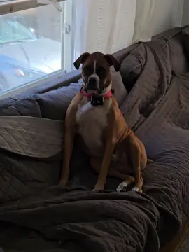 #troopertheboxer #boxerdog #boxersoftiktok 