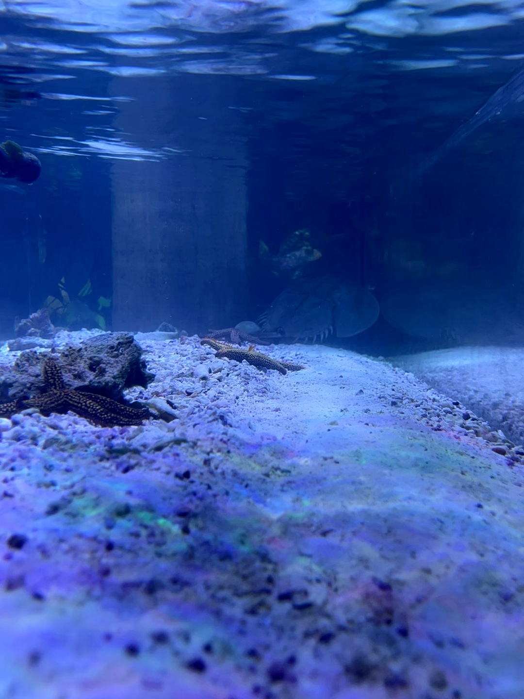 Meet Harold, our head-banging Horseshoe Crab! These creatures have existed for ~445 million years, that's before the dinosaurs! Since their existence, they have barely evolved allowing them to coin the nickname, 