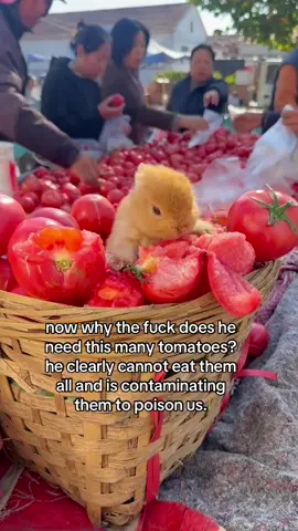 he couldnt even eat half of one. #spirituality #bunny 