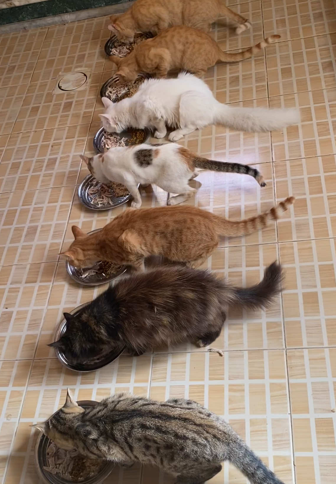 Replying to @★ كنت أعطيهم العظام أيضًا، لكن الآن أعطيهم فقط العظام الصغيرة أو الطرية ❤ I used to give them bones too, but now I only give them small or soft bones ❤#straycat #feedingstrays #feedthestrays #helpstraycats 