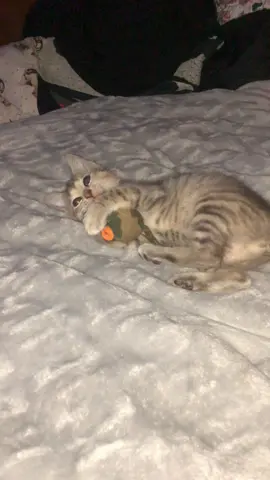 Чот таке дитя ми привезли від батька військового. #котики #котенок #котята #котэ #котыприколы 
