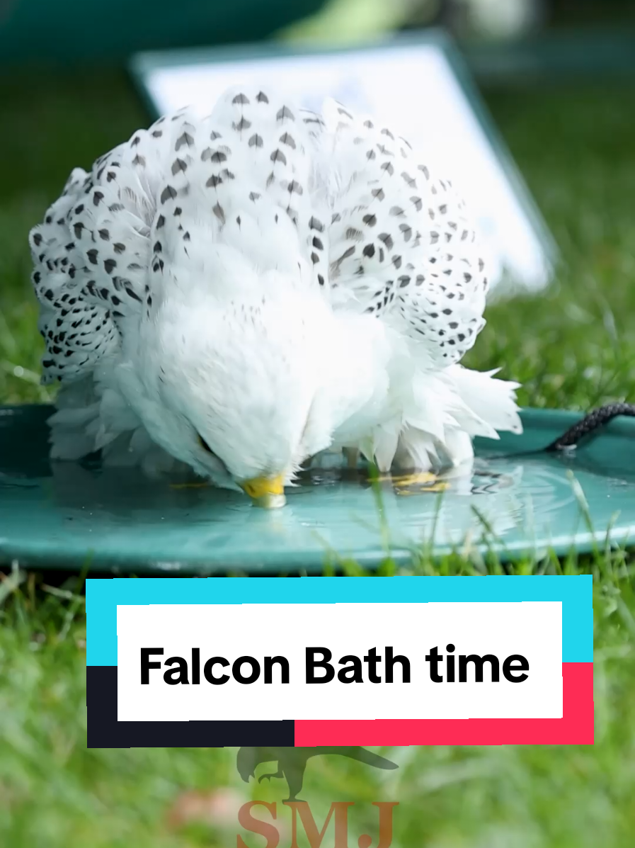 What a wet and miserable day 🌧️ ☔  Here's a video of Hoggle enjoying a bath from yesterday at Harrogate Flower Show #bath #gyrfalcon #birdsofprey #smjfalconry #yorkshire 