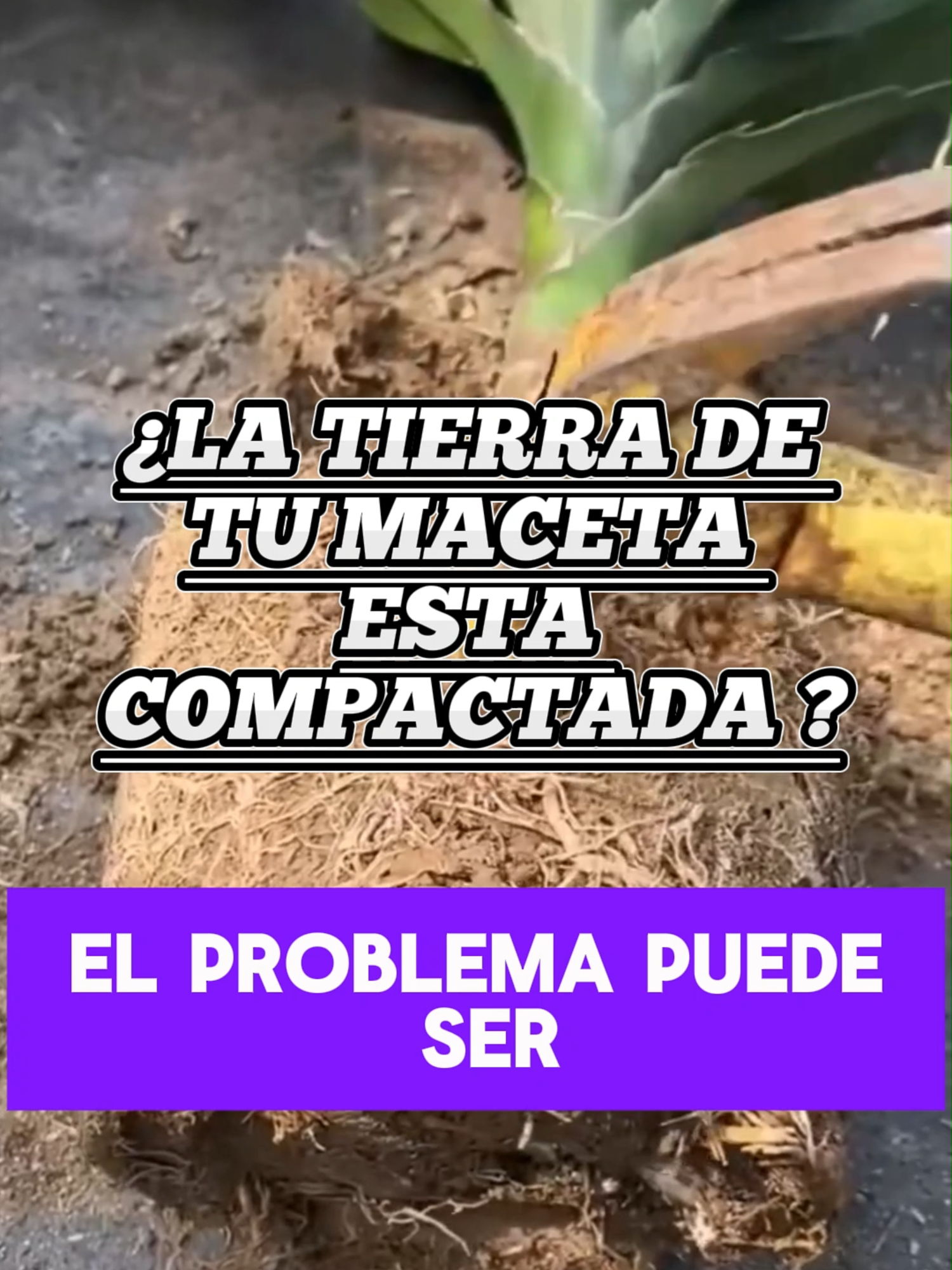 🌿 ¿Tus plantas no crecen aunque las riegues seguido? El problema puede estar en la tierra compactada… pero no te preocupes, aquí tienes un truco sencillo para aflojarla y darles nueva vida. 🌱✨ 👉 Si quieres aprender más técnicas de cuidado de tus plantas y transformar tu hogar en un jardín hermoso desde cero, únete a nuestro curso de jardinería. Enlace en el perfil. #Jardinería #CuidadoDePlantas #TrucosDeJardinería #JardineríaParaPrincipiantes #CursoDeJardinería #PlantasDeInterior #HuertoEnCasa #JardínDesdeCero