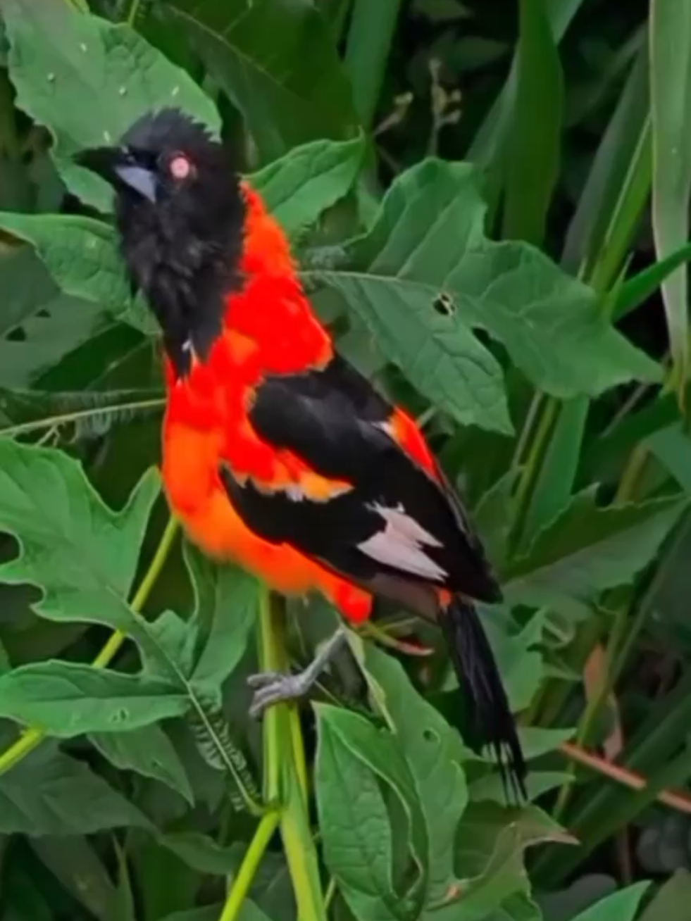 Wonderful sounds of nature #animals #nature #wildlife #animalsworld #foryou 