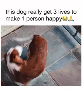 a dogs purpose: Lasse Hallström 