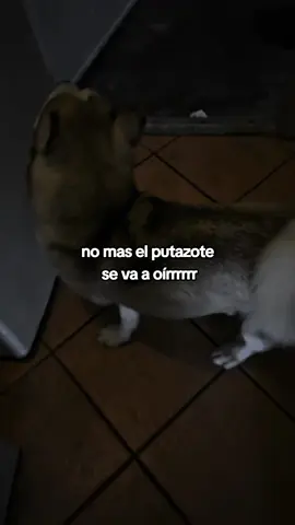 no maaaaass eo putazote se va a oir #paratiiiiiiiiiiiiiiiiiiiiiiiiiiiiiii #humorviral #contenido 