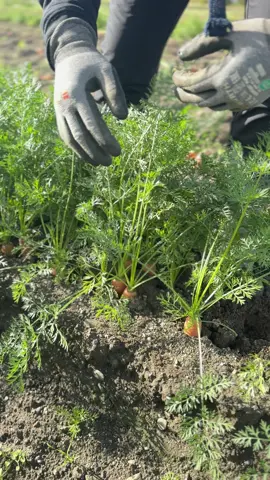 Nag ennjoy talaga ako magbunot ng carrots🥕#LIVEIncentiveProgram #LIVEStory #PaidPartnership 