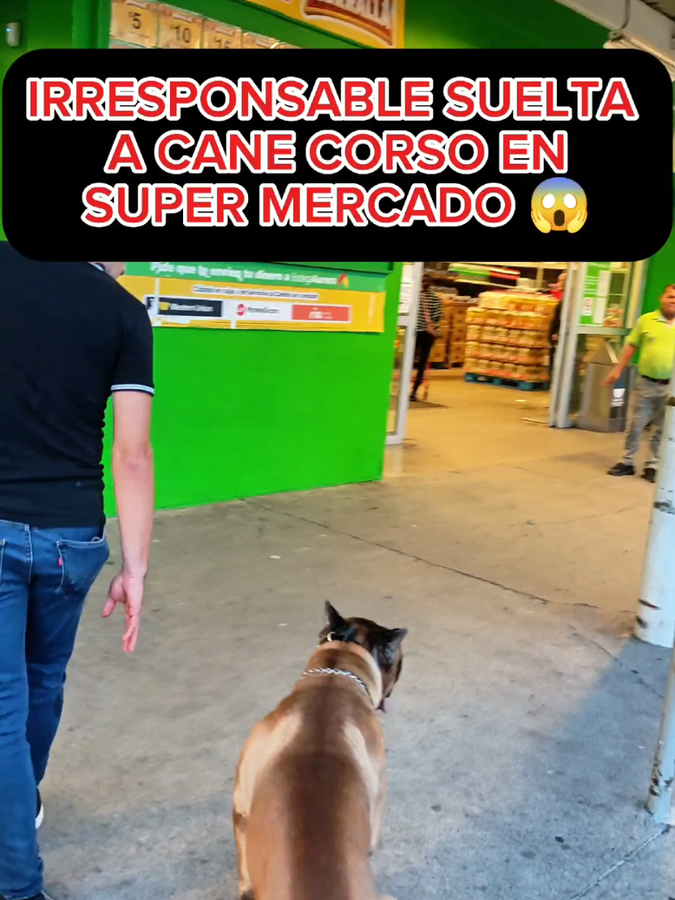 Irresponsable suelta a Cane Corso en Súper Mercado 😱 #perros #educacioncanina #entrenamientocanino #canecorso 