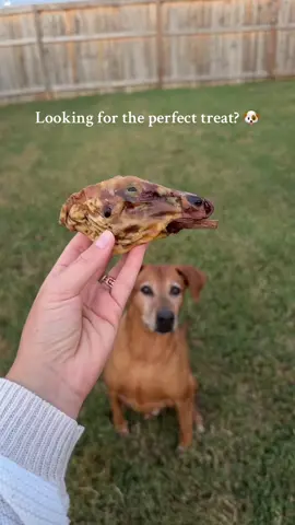 Perfect treat for a old dog ❤️