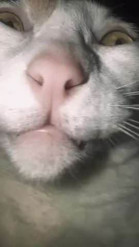 Randy has entered the chat #meme #catsoftiktok 