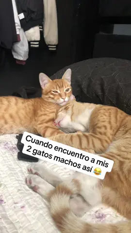 ##gatostiktok #gatosnaranjas #gatos  😂😂