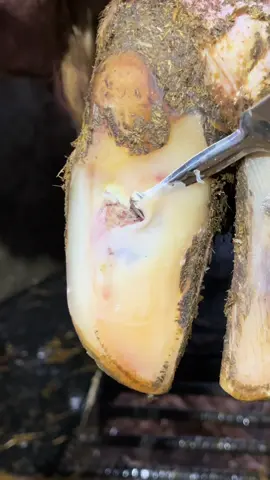 She must have stepped on something…. #natethehoofguy #fyp #hooftrimming #hoofcleaning #foryoupage 