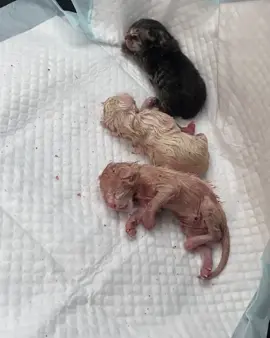 We need YOUR help to provide Tubs with the medical care and love they deserves Can you spare a few dollars to help us 🙏