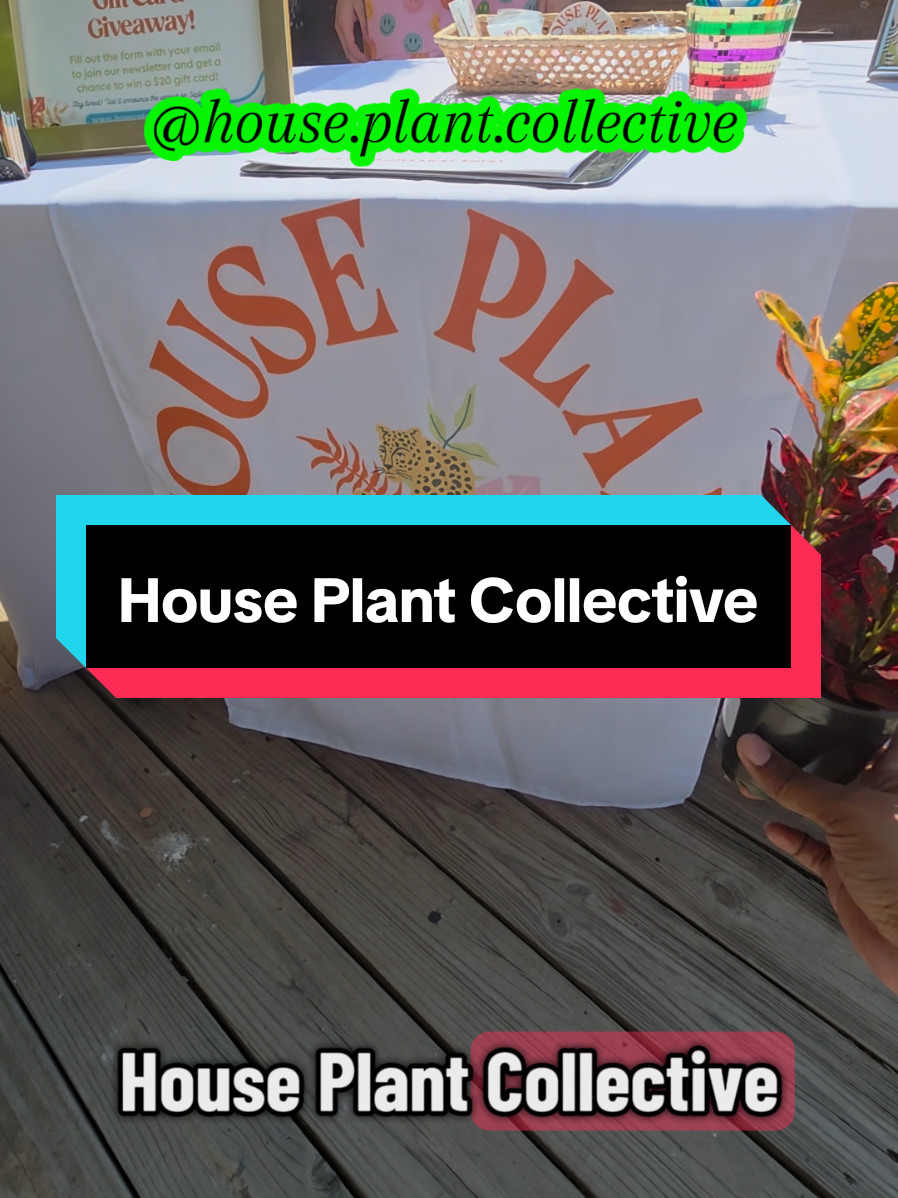Thanks for the plant!!! @House Plant Collective Customer service was top tier and thanks for explaining the different plants and providing instructions on how to take care of them!