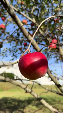 Manzanas rojas 🍎🥰 #fruit #fruta #manzana #apple #arboles 