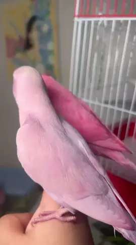 #fyp #الاحساء_الهفوف_الشرقيه #الشعب_الصيني_ماله_حل😂😂 #روز #وردي 