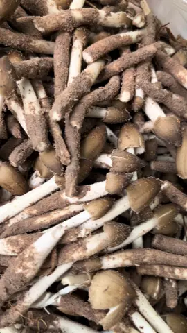 Thành quả của 1ngày ở vườn măng minh long đây ạ 😘😘