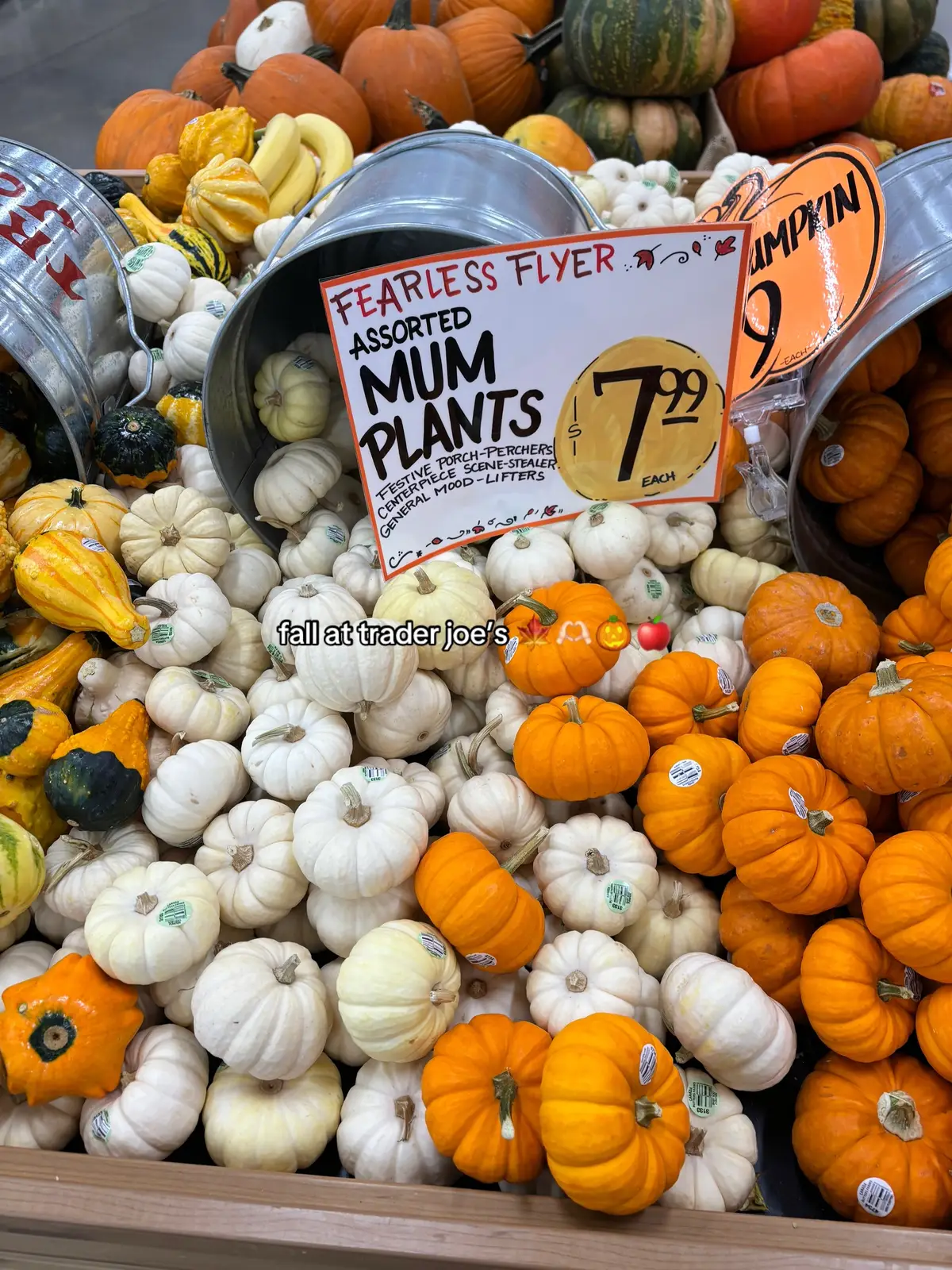 POV: you move and no longer have to deal with the world’s worst trader joe’s location in the WORLD (iykyk tampa friends)🍁🫶🏻🎃🍎 fall at @Trader Joe's gives me life  #fall #autumn #traderjoes #traderjoeshaul #tampa 