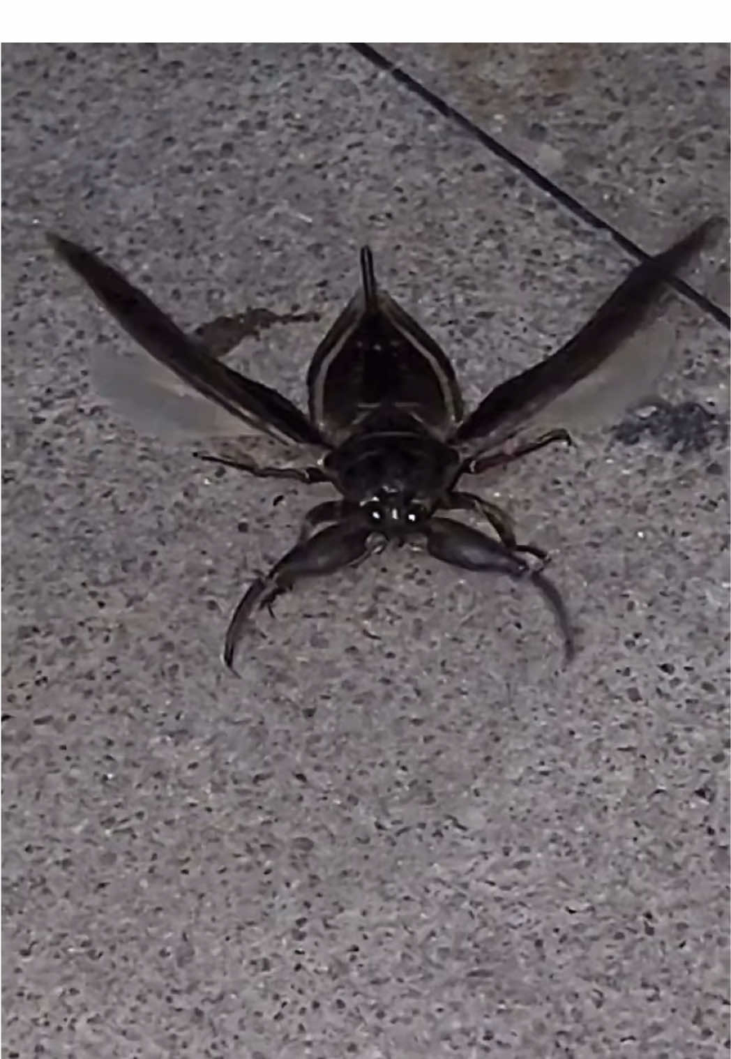 Cockroach from Hell 🪳👹 The Giant Water Bug aka THE TOE BITER! 