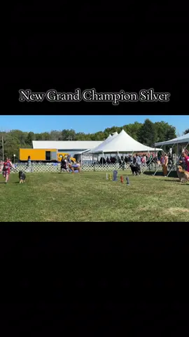 Couldn’t be prouder to announce new GRAND CHAMPION SILVER “Dory” 💜💜💜