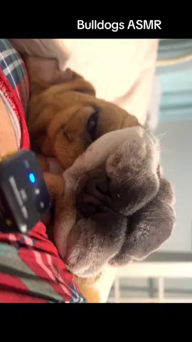 30+ second of Sugar the Bulldog ASMR for your listening entertainment! 😂🐶#CapCut #dogsoftiktok #englishbulldog #allthesounds 