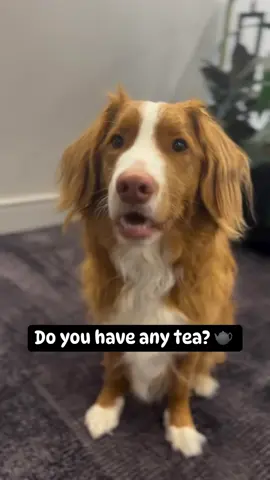Do you have any tea? ☕️ . . . . . #dogsoftiktok #funny #tea #chihuahua #toller 