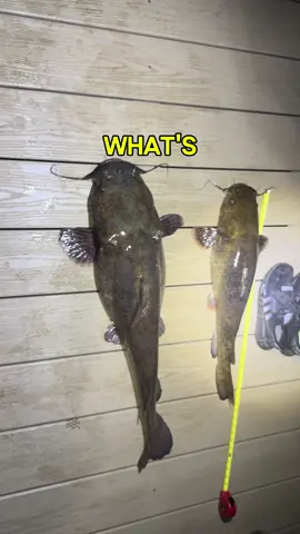 What’s the best bait for catfish? #foryou #bait #catfish #fishing #water 